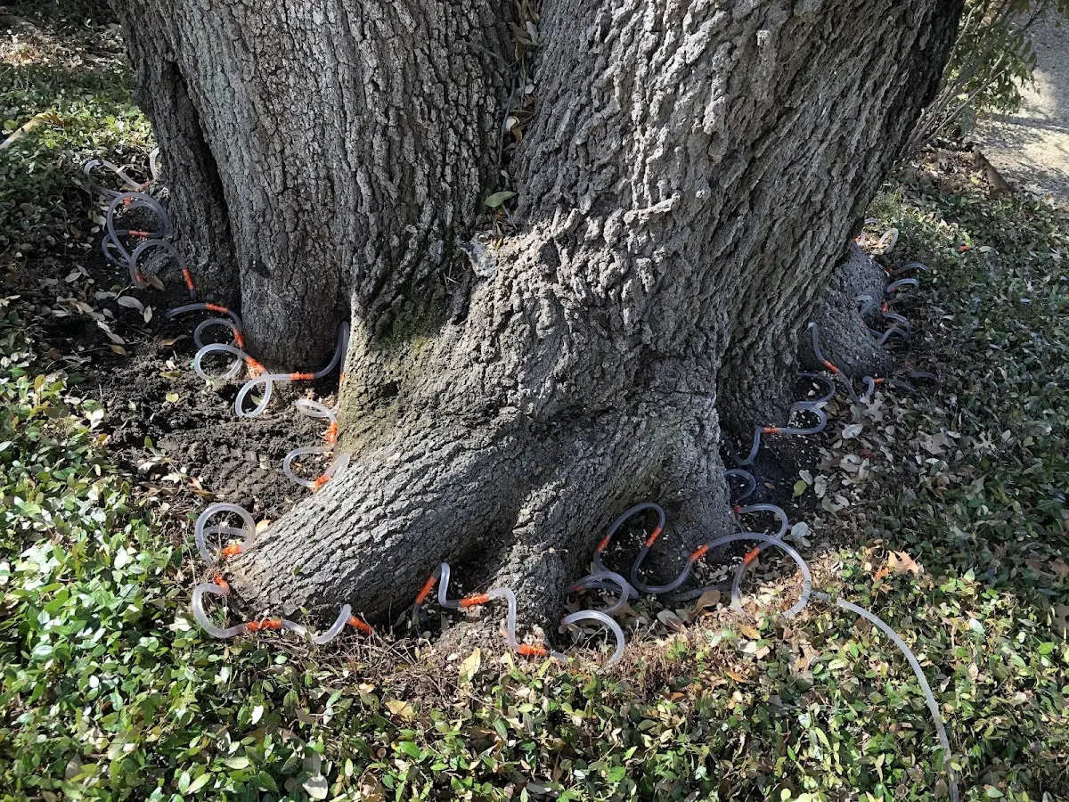 Detailed Tree Cabling and Bracing job site in Holloman Air Force Base