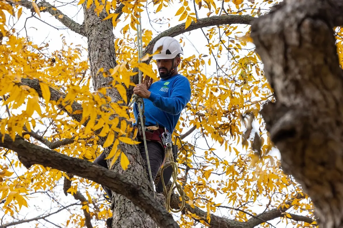Skilled Tree Trimming crew working in Holloman Air Force Base