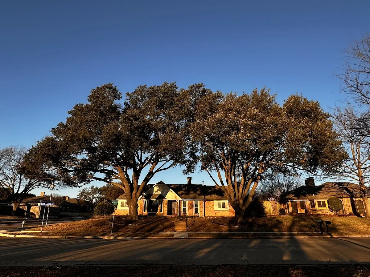 Established residential canopy tree shading a home in Holloman Air Force Base